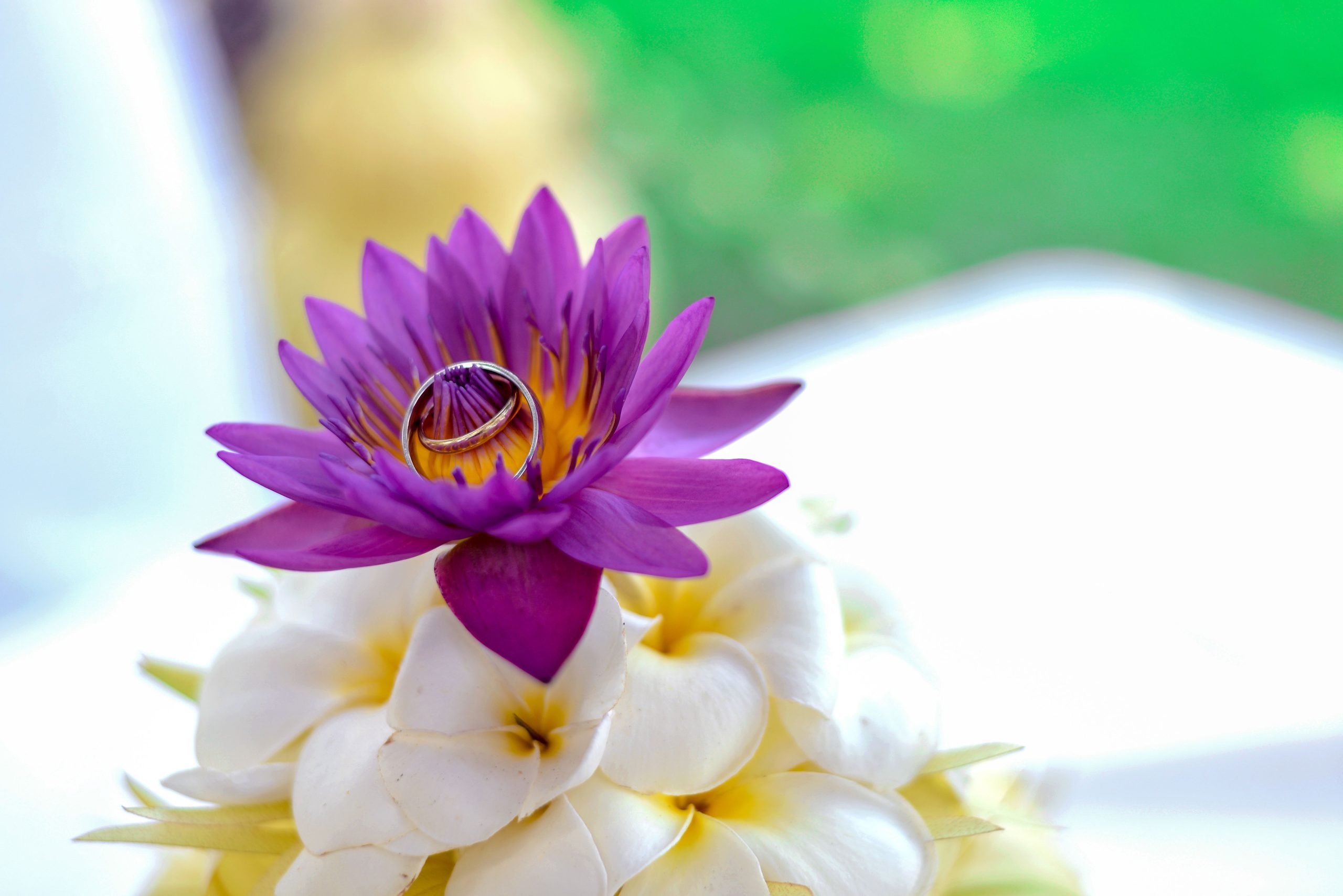 Fleur lotus violette avec bague de mariage