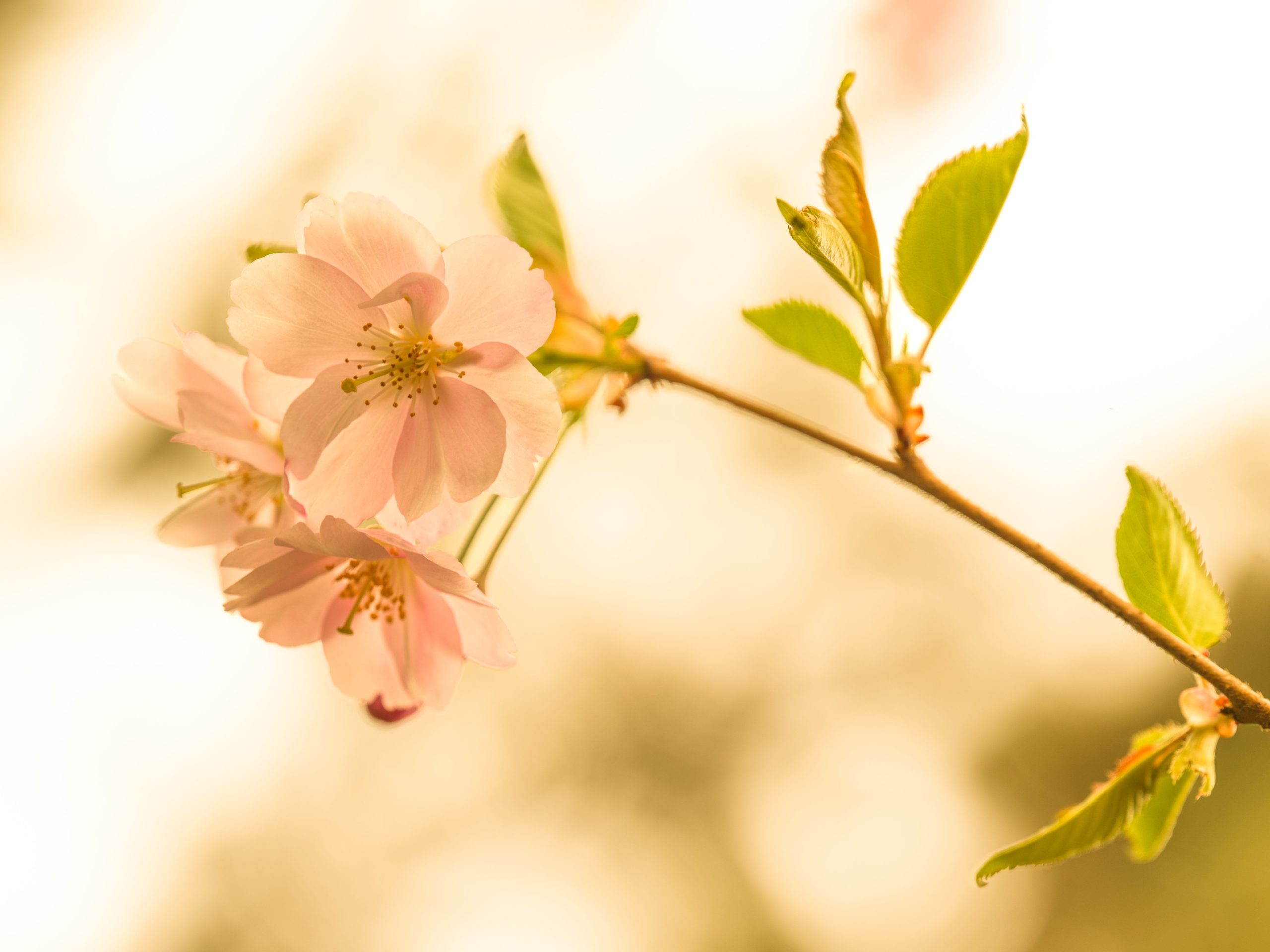 Branche de cerisier en fleurs au printemps